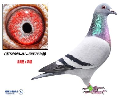 ���ǿ�������