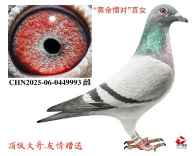 ���ƽ��¶ԡ�ֱŮ