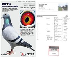 ��ĸ����