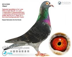 ���游 ������