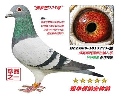 ������â�о��������225��