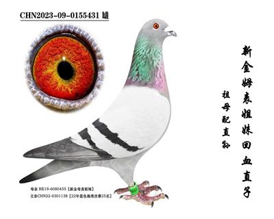 ���½�ķ�����á���Ѫ�Ӵ�