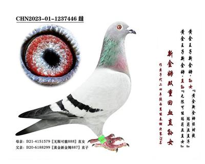 ���½�ķ���p�ػ�Ѫ�Ӵ�