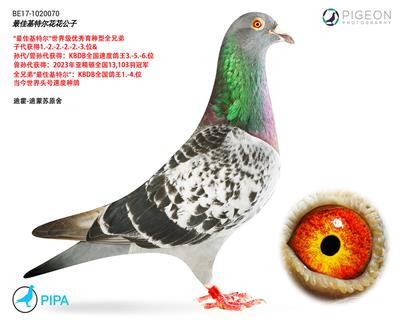 ��ѻ��ض�ȫ�ֵ�