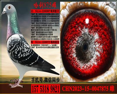 ��.����˹��������.