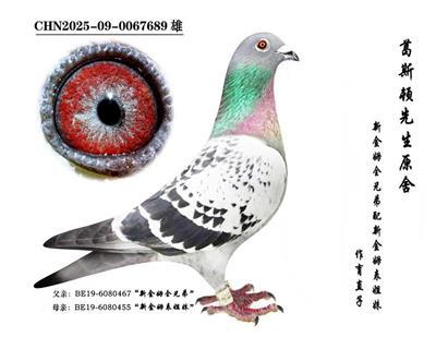 ���½�ķȫ�ֵܡ�ֱ��