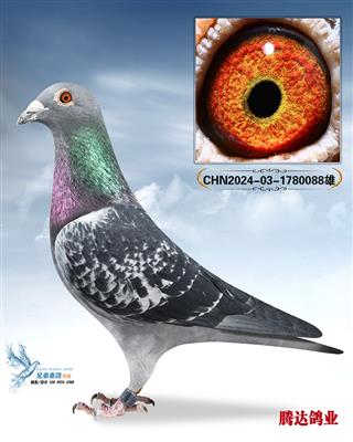 �����ݹ����Ĺظ���������ֱ��088