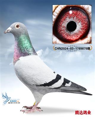 �����ݹ����Ĺظ���������ֱŮ879