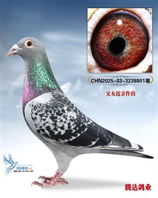 �����ݹ����Ĺظ���������ֱ��801