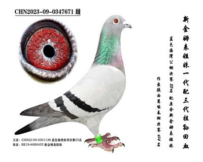 ���½�ķ�����á���Ѫ�Ӵ�