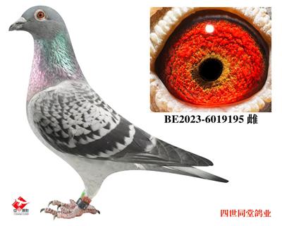 ����޽�̩˹ԭ��195