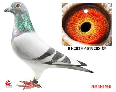 ����޽�̩˹ԭ��208