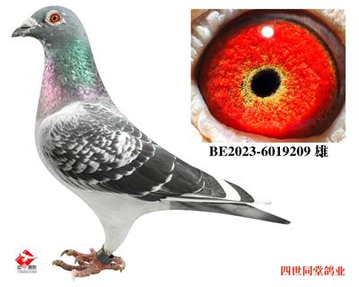 ����޽�̩˹ԭ��209