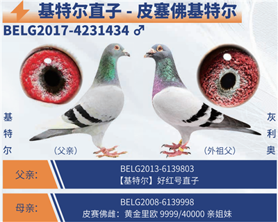 Ƥ������ض������ض�ֱ��