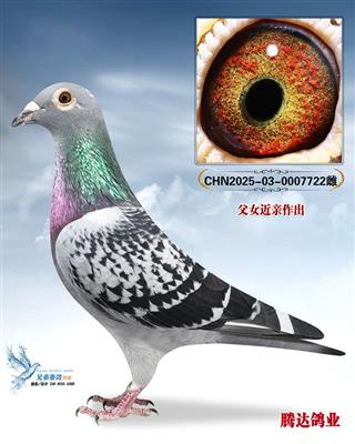 �����ݹ����Ĺظ���4����ֱŮ722