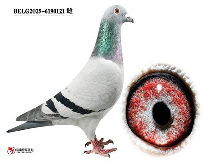 �ޱ�����³��