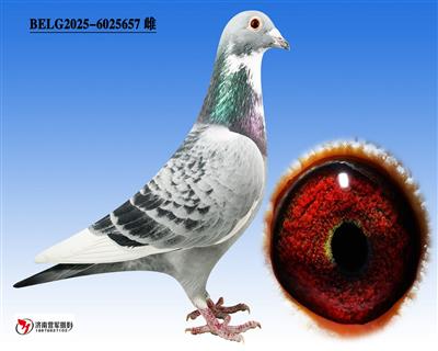 �ޱ�����³��