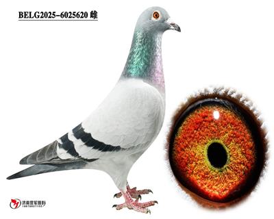 �ޱ�����³��