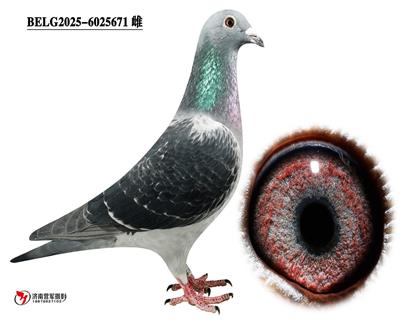 �ޱ�����³��