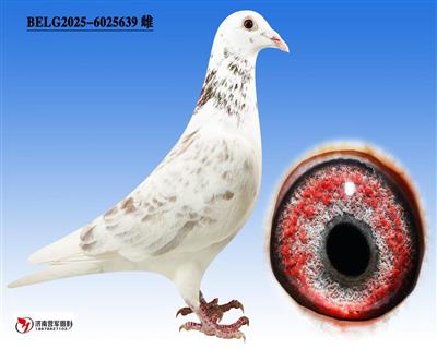 �ޱ�����³��