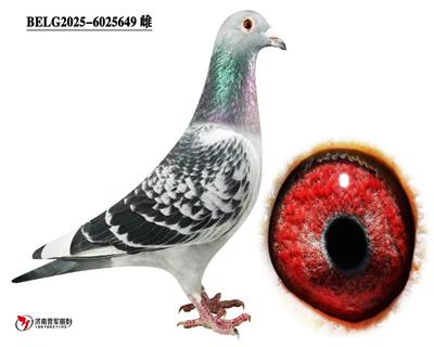 �ޱ�����³��