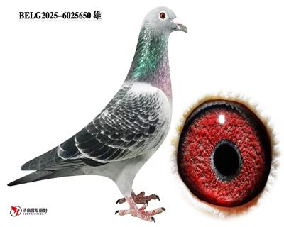 �ޱ�����³��