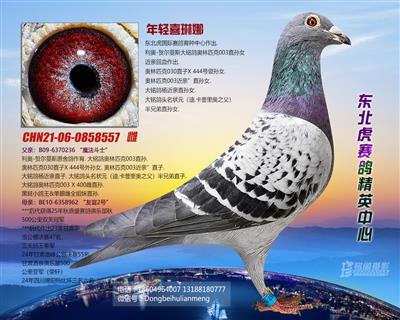 ���pϲ����