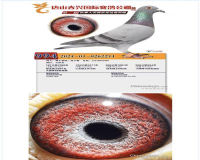 ���˾���994��