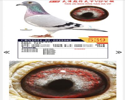 �������¹���539��