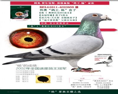 �ֵ�����ݼӢ��������