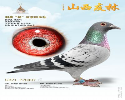 ���¡�����Ƚ���497