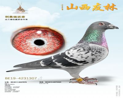 ���¡��ֱ��307