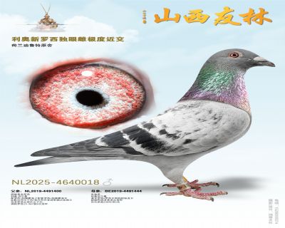 ��������.���۴ơ�018