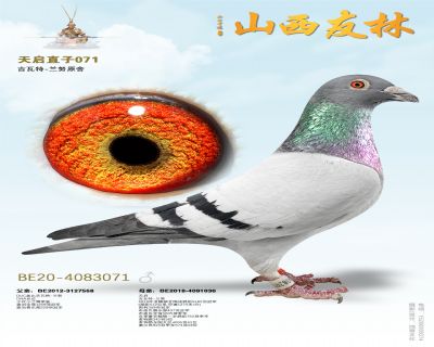 ����ֱ��071