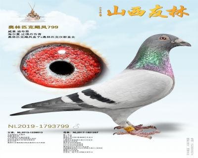 ����ƥ��쫷�799