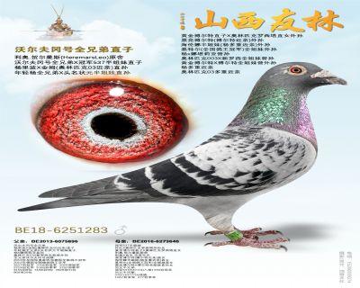 �ֶ���Ժ�ȫ�ֵ�ֱ��