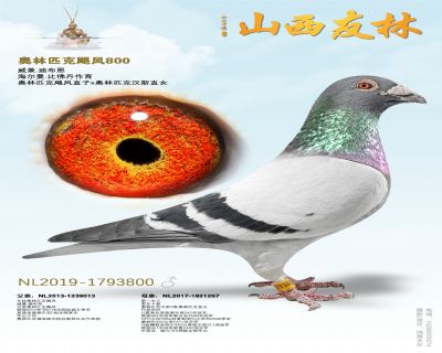 ����ƥ��쫷�800