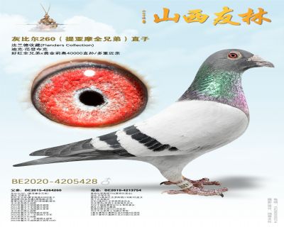 �ұȶ�260������Ħȫ�ֵܣ�ֱ��