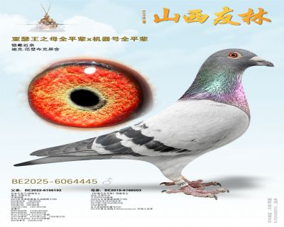 �����ִơ����ƽ��ס�