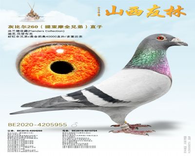 �ұȶ�260������Ħȫ�ֵܣ�ֱ��