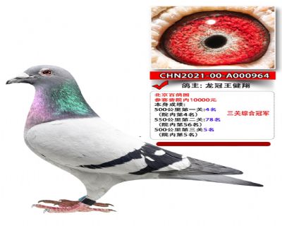 �ٸ�԰�����ۺϹھ�