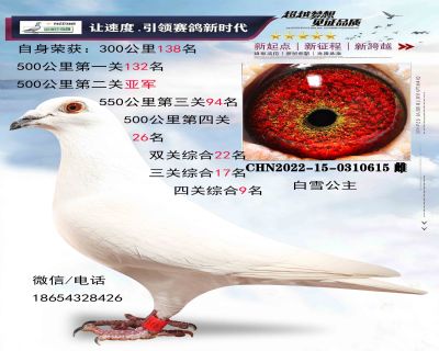 ��ѩ����