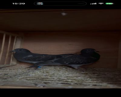 ��������һ��