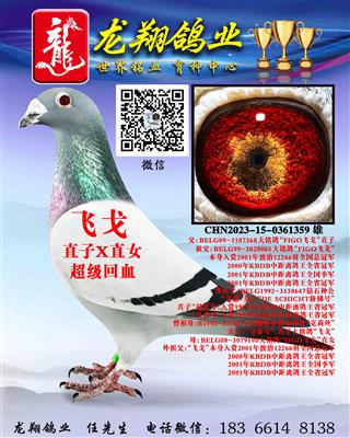 ���ɸꡱ����ֱ�����