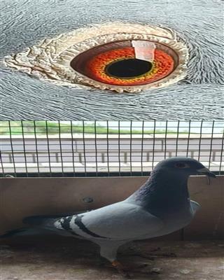 ���ǲ���