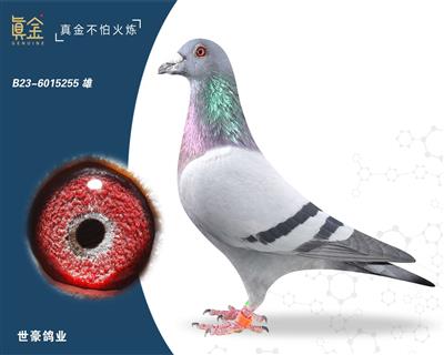 ���ӵ�ȫ�ֵ�255