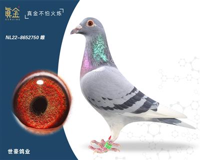 ���ض�����750