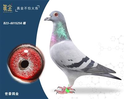 ���ӵ�ȫ����256