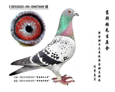 ���½�ķȫ�ֵܡ�ֱ��