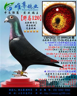 ����˹���š�Ұ��120